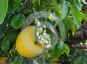 Pomelo fruit and flowers