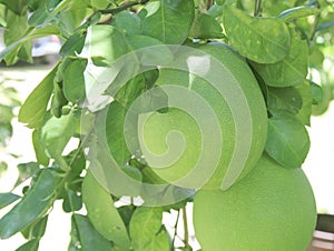 Pomelo fruit hanging on tree in the garden