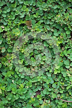 Beggarweed in the garden