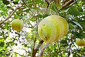 Pomelo fruit on tree