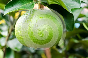 Pomelo fruit tree in the garden, Vietnam