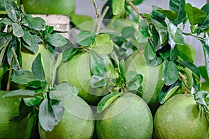 Pomelo fruits - Citrus maxima