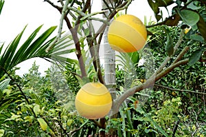 Pomelo fruits closeup on a tree branch in citrus fruits garden