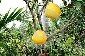 Pomelo fruits closeup on a tree branch in citrus fruits garden