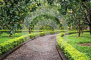 Pomelo garden