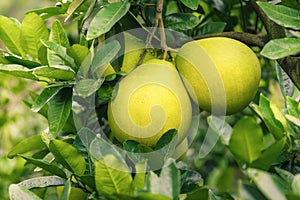 Pomelo hanging on tree