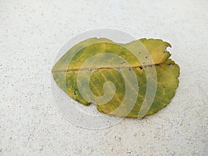 Pomelo leaf with mealy bugs