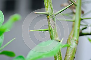 Pomelo leaf ,Pampelmoose or Citrus maxima or RUTACEAE plant and dew drop photo