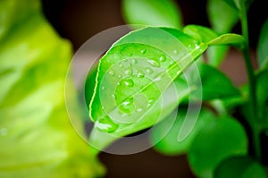 Pomelo ,Pampelmoose or Citrus maxima or RUTACEAE plant and dew drop