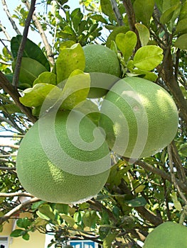 Pomelo pummelo