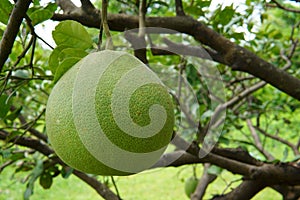 Pomelo, ripening fruits of the pomelo, natural citrus fruit