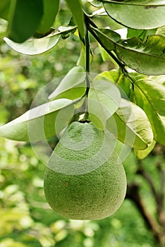 Pomelo tree