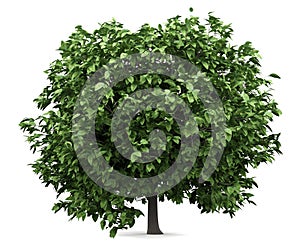 Pomelo tree isolated on white