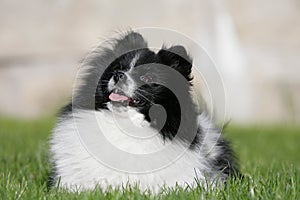 Pomeranian photo