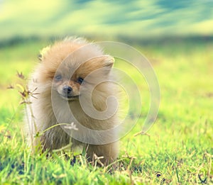 Pomeranian