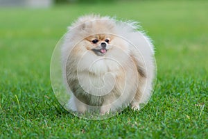 Pomeranian