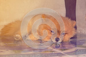 pomeranian alone in home animal pet