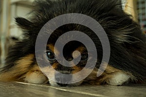 Pomeranian black tan lethargic on the floor and looking