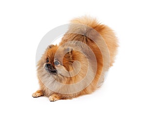 Pomeranian Bowing Looking to Side