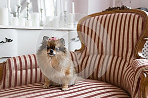 The Pomeranian is a breed of dog of the Spitz type. often known as a Pom. Pet sitting on a chair. best and faithful