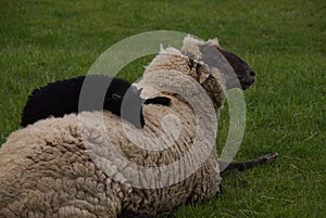 Pomeranian coarsewool lying down in a green meadow with a small black baby sheep on its back