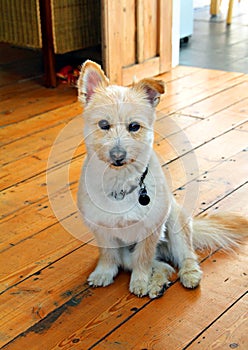 Pomeranian cross breed dog coton de tulear