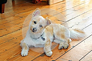 Pomeranian cross breed dog coton de tulear