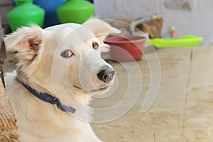 Pomeranian cross dog named as Dober