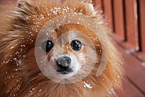 Pomeranian Dog