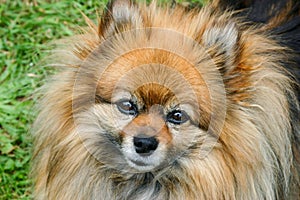 Pomeranian dog photo