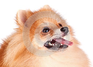 Pomeranian Dog