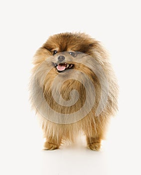 Pomeranian dog. photo