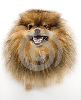 Pomeranian dog. photo