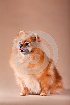 Pomeranian dog