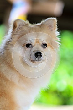 Pomeranian dog