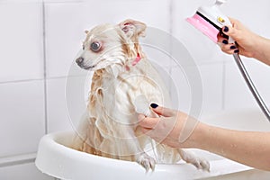 pomeranian dog in the bathroom in the beauty salon for dogs, scared