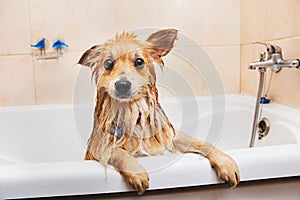 Pomeranian dog in the bathroom Spitz dog in the washing process with shampoo close up