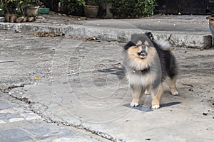 Pomeranian dog breed. Is a small dog with delicate skin characteristics and is quite sensitive and has tight fur