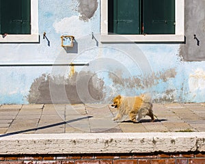 Pomeranian Dog in Burano