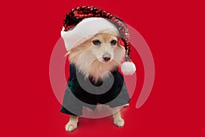 Pomeranian dog celebrating christmas with a checkered pijama and santa claus hat. Isolated on red background photo