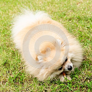 Pomeranian Dog Chewing a Bone on Green Grass Background.