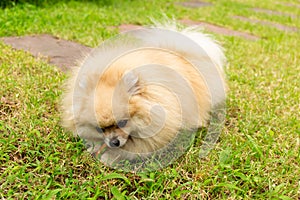 Pomeranian Dog Chewing a Bone on Green Grass Background.