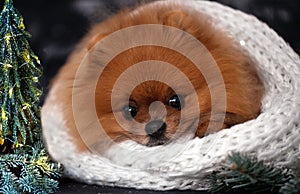 Pomeranian dog in christmas decorations on dark wooden background. The year of the dog. New year dog. Beautiful dog