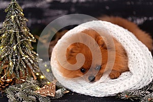 Pomeranian dog in Christmas decorations on dark wooden background. The year of the dog. New year dog. Beautiful dog