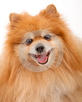 Pomeranian Dog Closeup photo