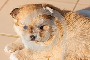 Pomeranian dog,closeup portrait pomeranian dog
