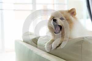 Pomeranian dog cute pet happy smile in home