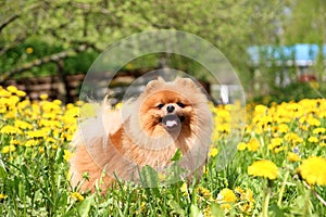 Pomeranian dog in dandelion blowing. Cute, beautiful dog