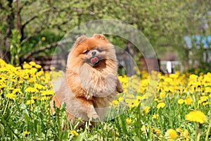 Pomeranian dog in dandelion blowing. Cute, beautiful dog