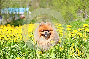 Pomeranian dog in dandelion blowing. Cute, beautiful dog